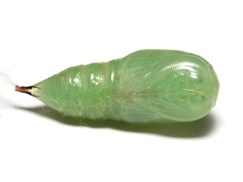 スカシドクガの蛹